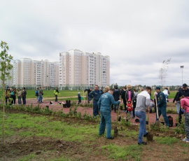 Посади дерево_2